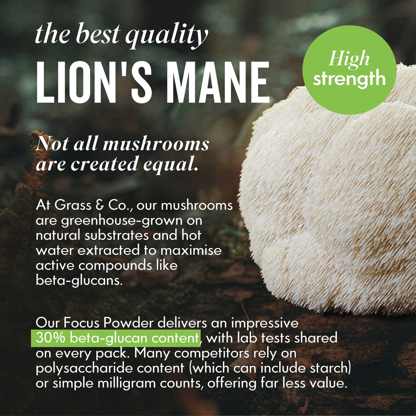 Lions Mane Mushroom image with introduction to FOCUS range