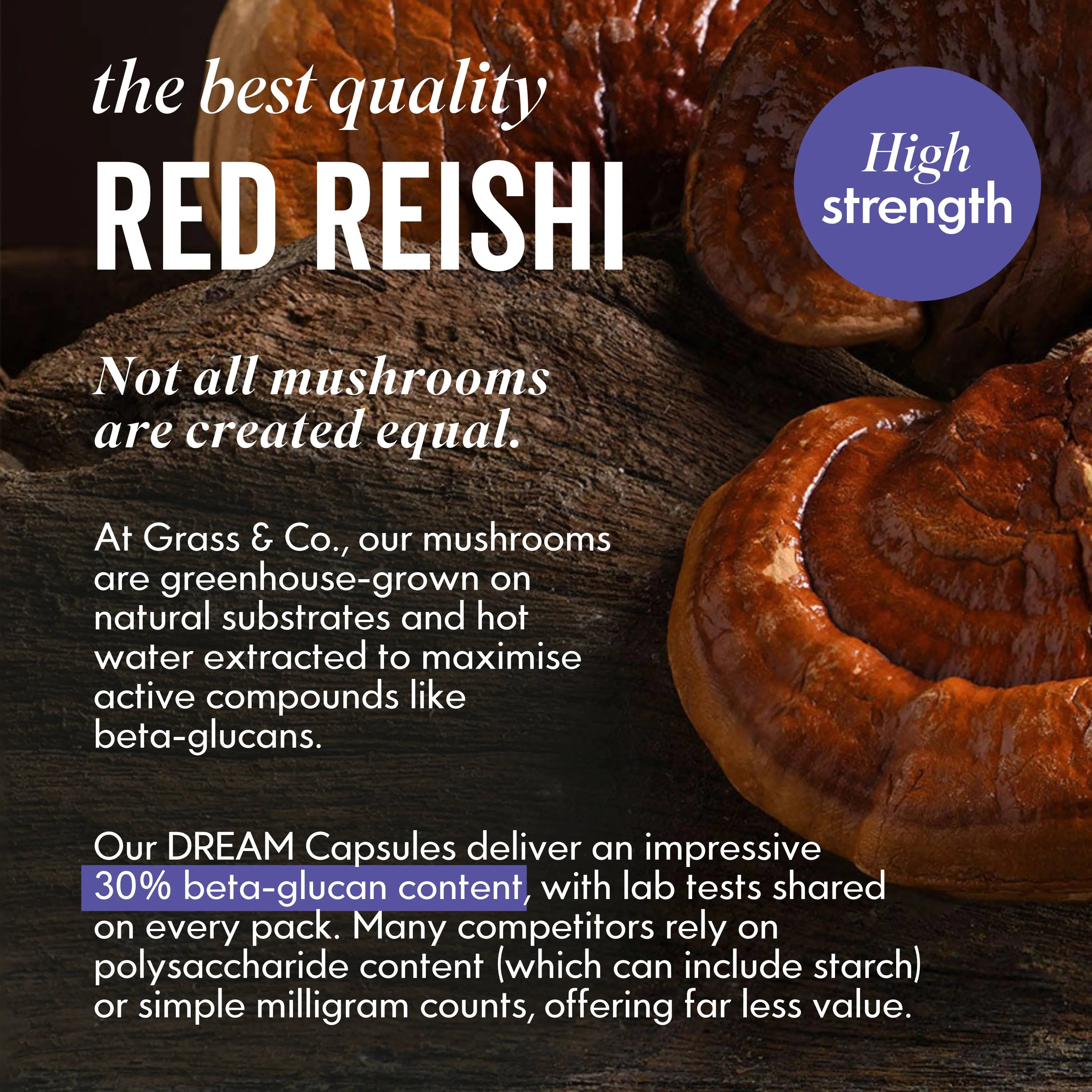 Image of Reishi Mushroom with introduction to dream capsules