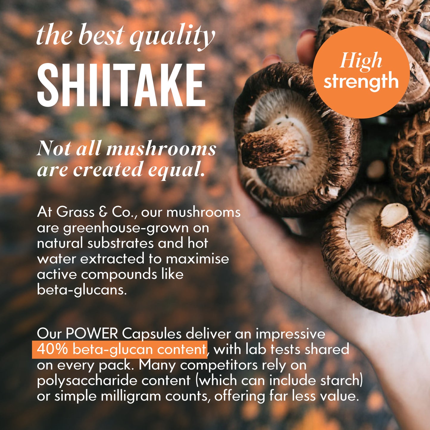 Introduction to SHIITAKE mushrooms with image