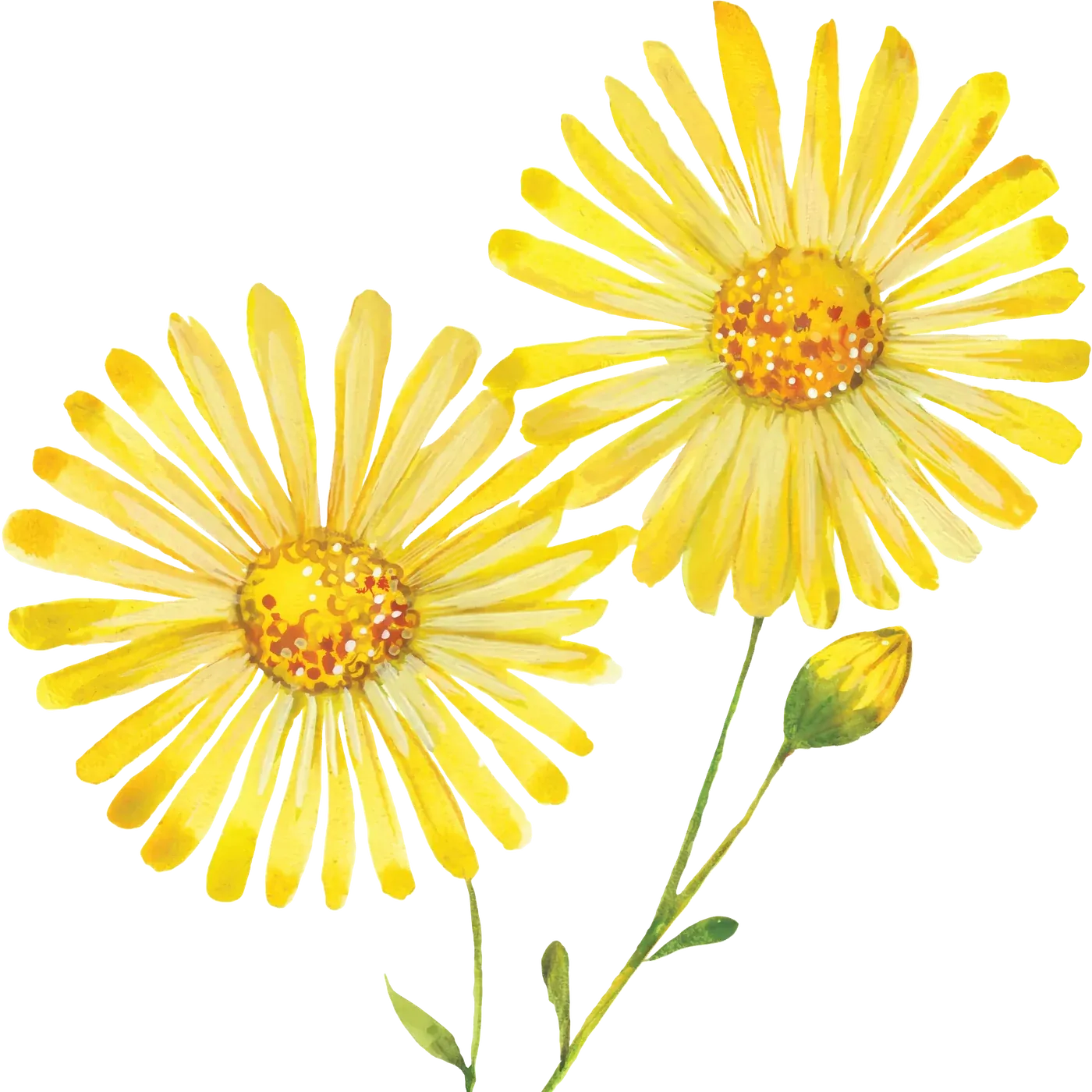 Photograph of Arnica (Arnica montana)