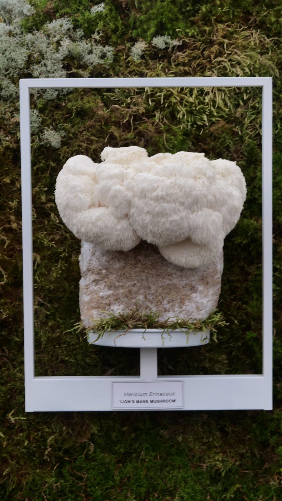 A framed living lion's mane mushroom, Hericium erinaceus, growing against a moss wall