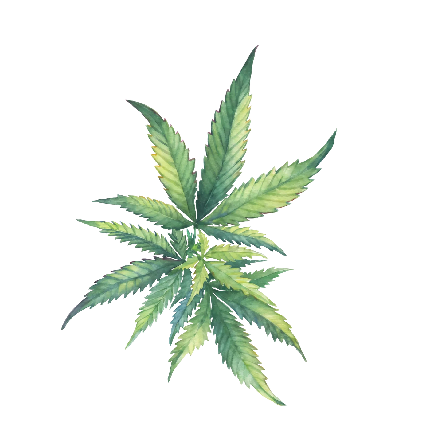 Photograph of CBD Hemp Extract (Cannabis sativa L.)