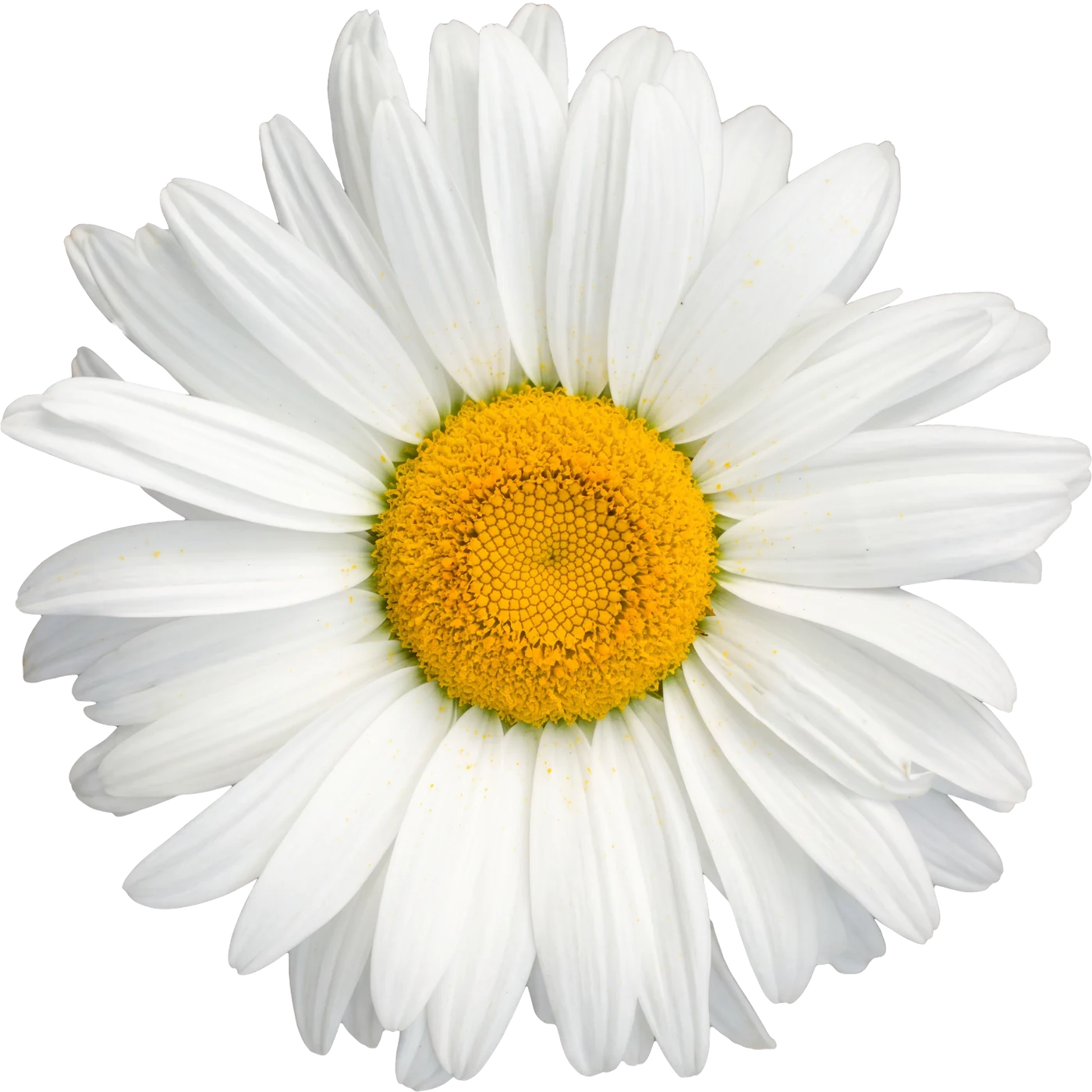 Photograph of Chamomile (Matricaria chamomilla)