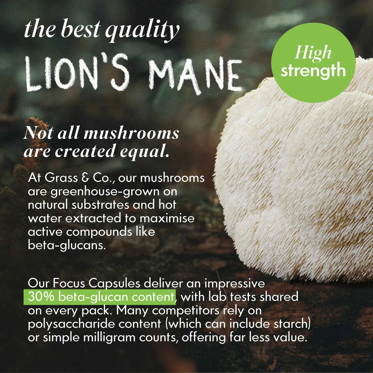 FOCUS | Lion's Mane Mushroom Capsules, image 8
