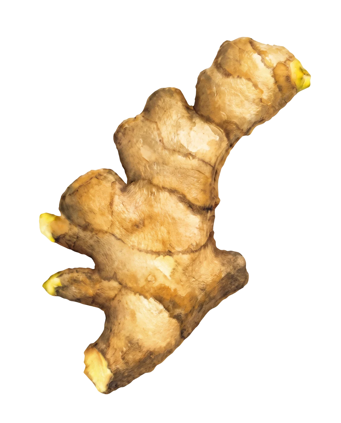 Photograph of Ginger (Zingiber officinale)