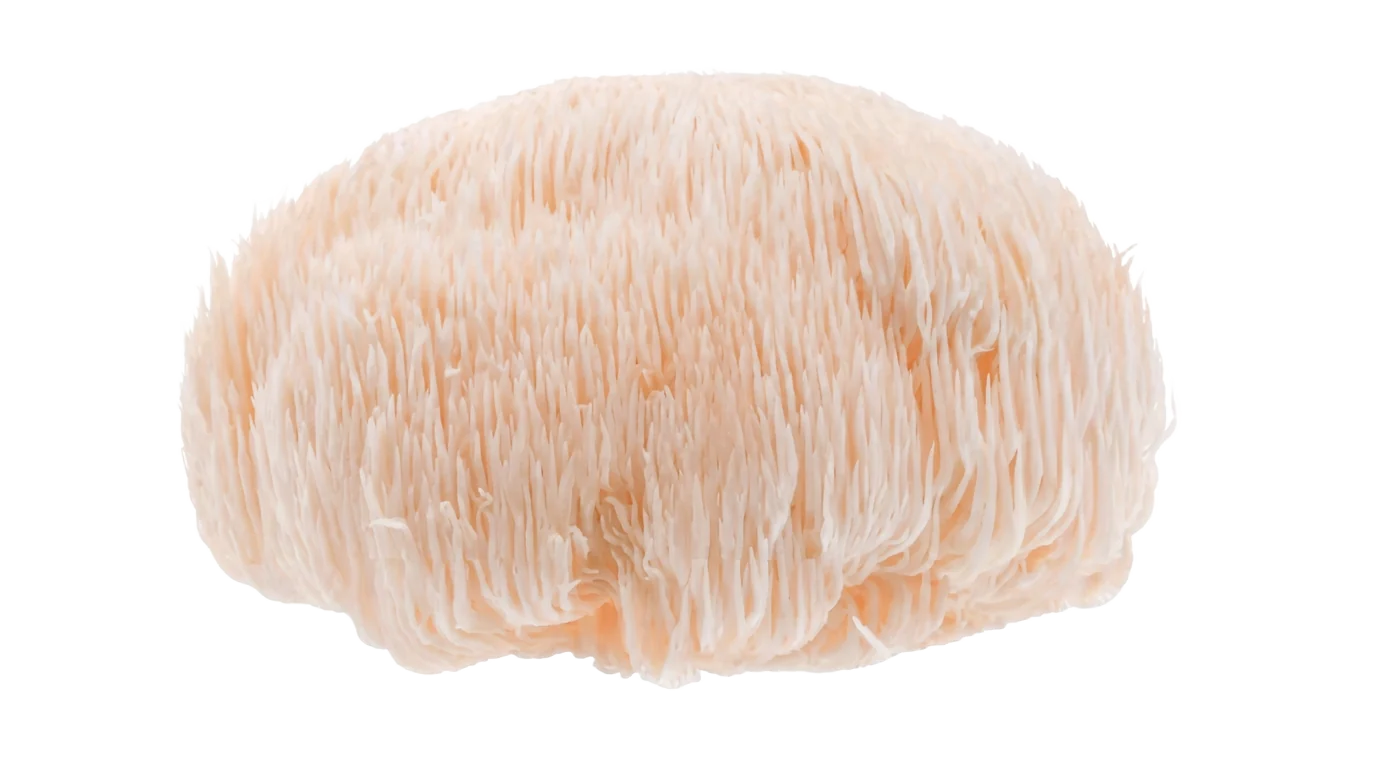Photograph of Lion's Mane (Hericium erinaceus)