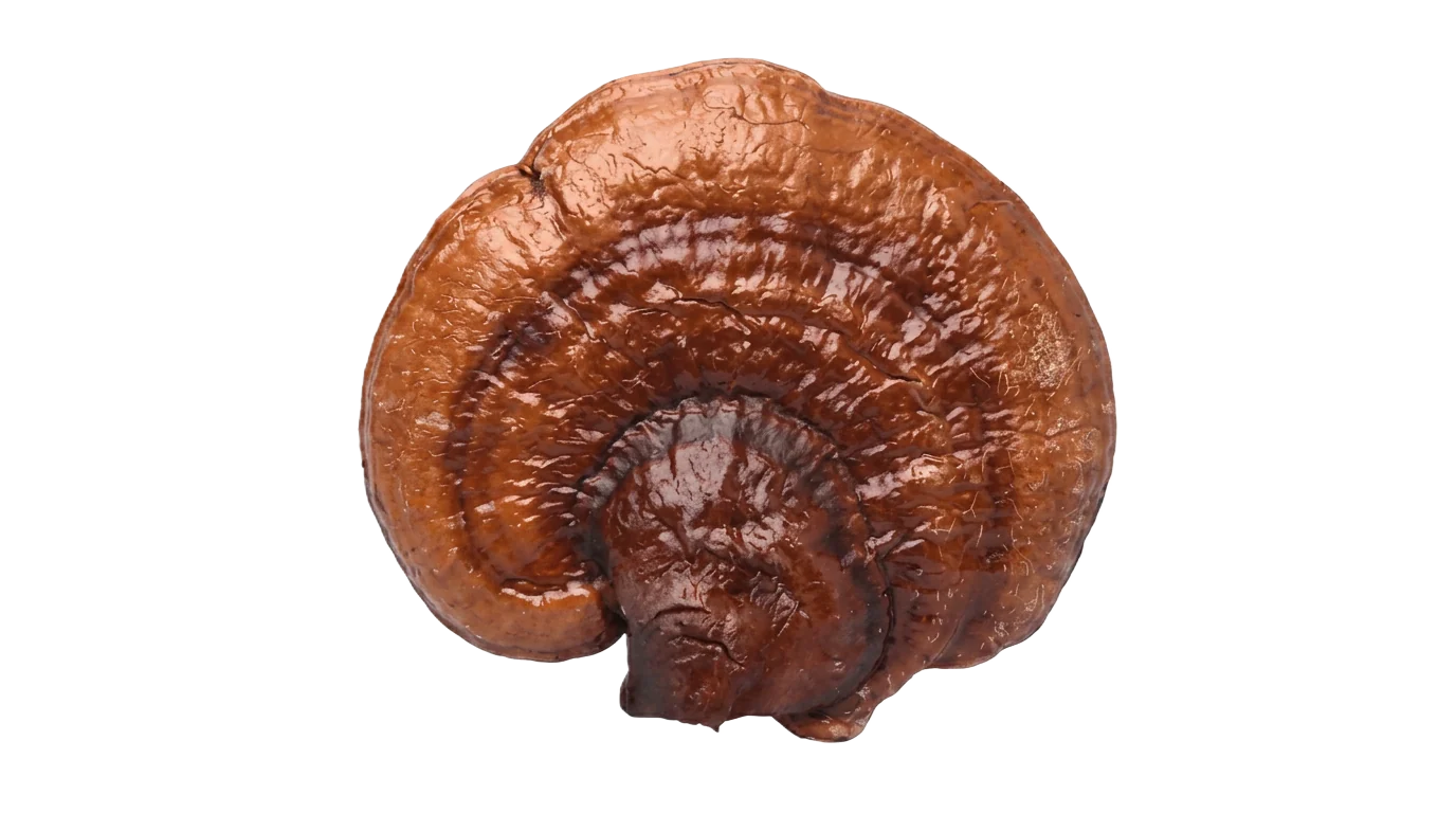 Photograph of Reishi (Ganoderma lucidum)