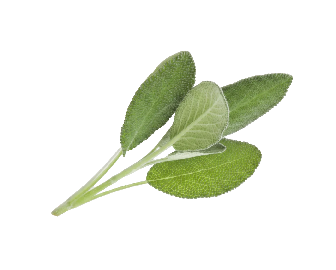 Photograph of Sage (Salvia officinalis)