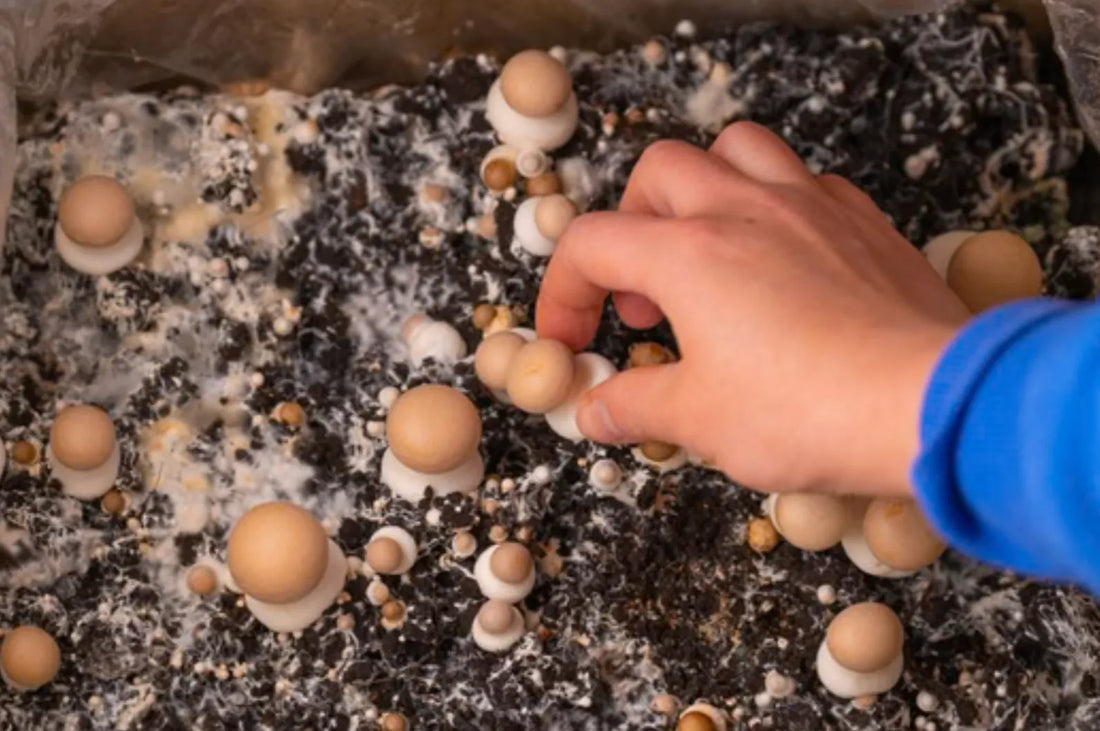 How to Grow Your Own Mushrooms
