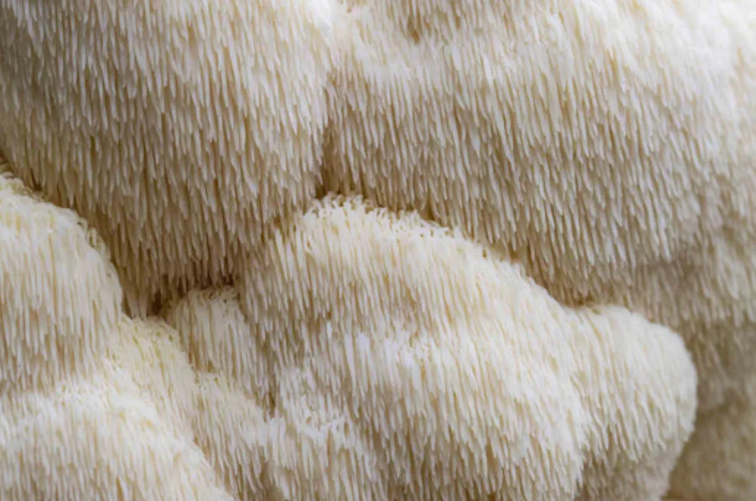 Lion's Mane without Mycelium?