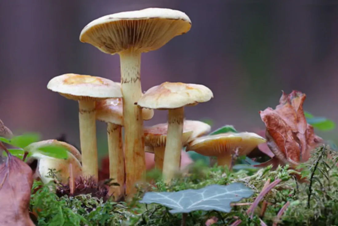 The Parts of a Mushroom and Their Functions