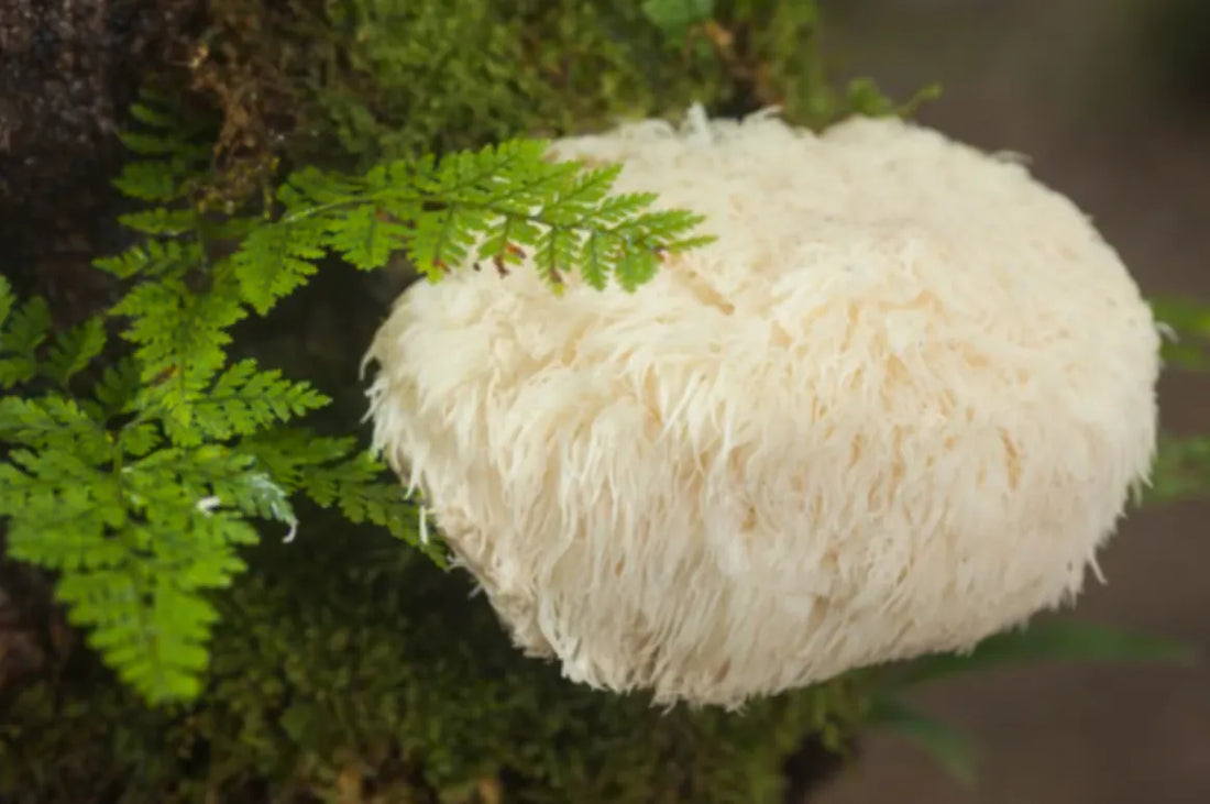 How to Take Lion's Mane Mushrooms Capsules