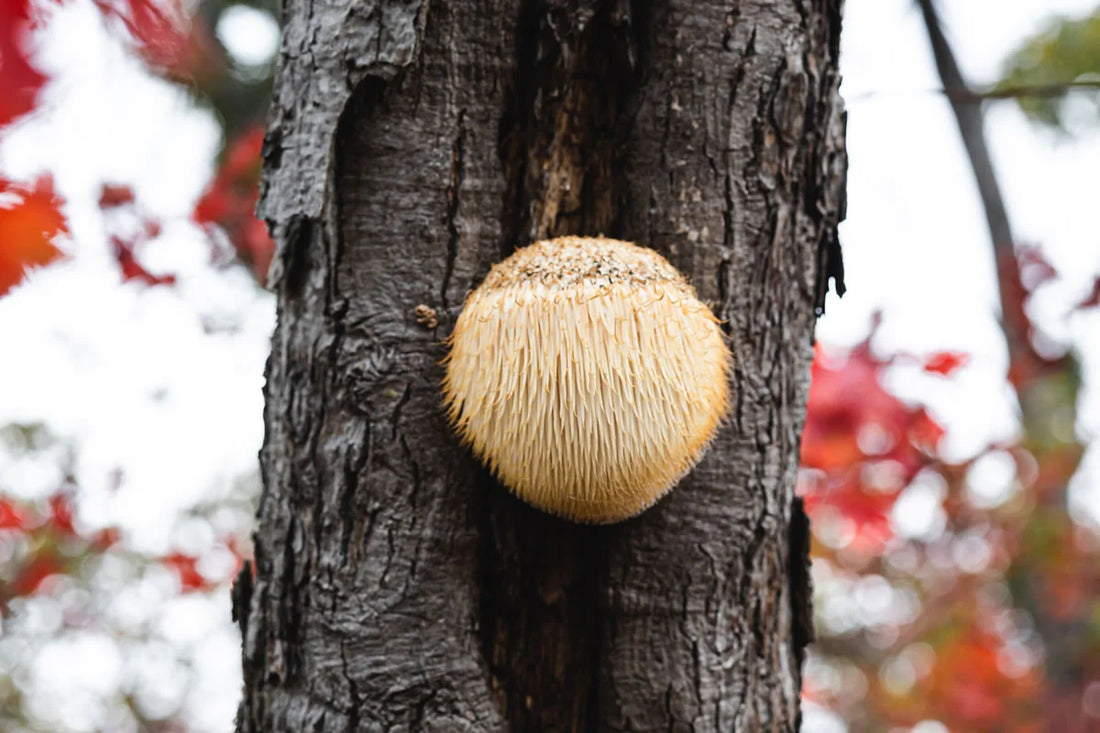 Lion's Mane Mushrooms: The Potential Benefits