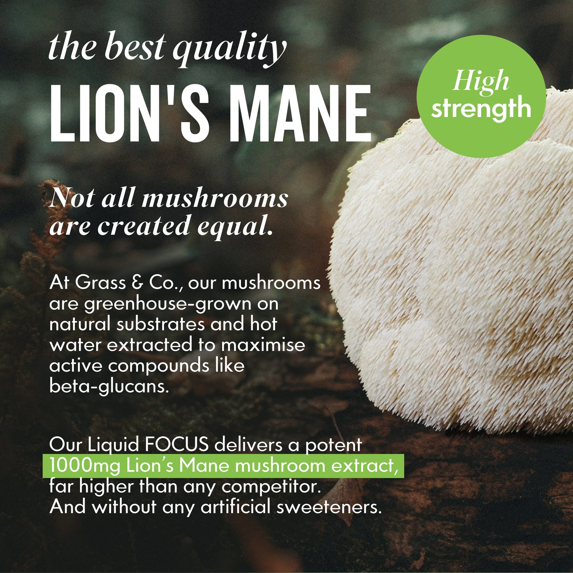 Lions Mane Mushroom next to description