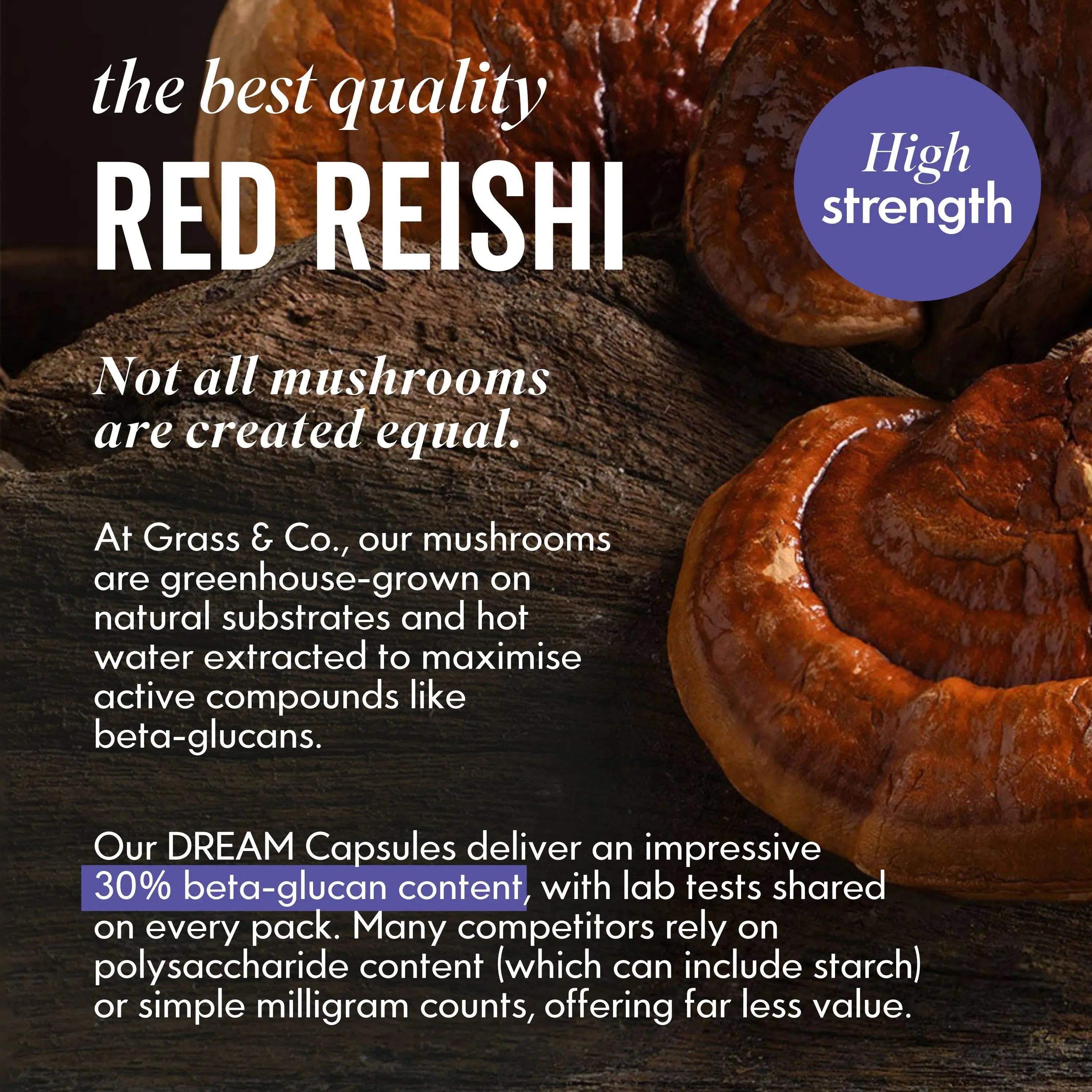 Image of Reishi Mushroom with introduction to dream capsules 