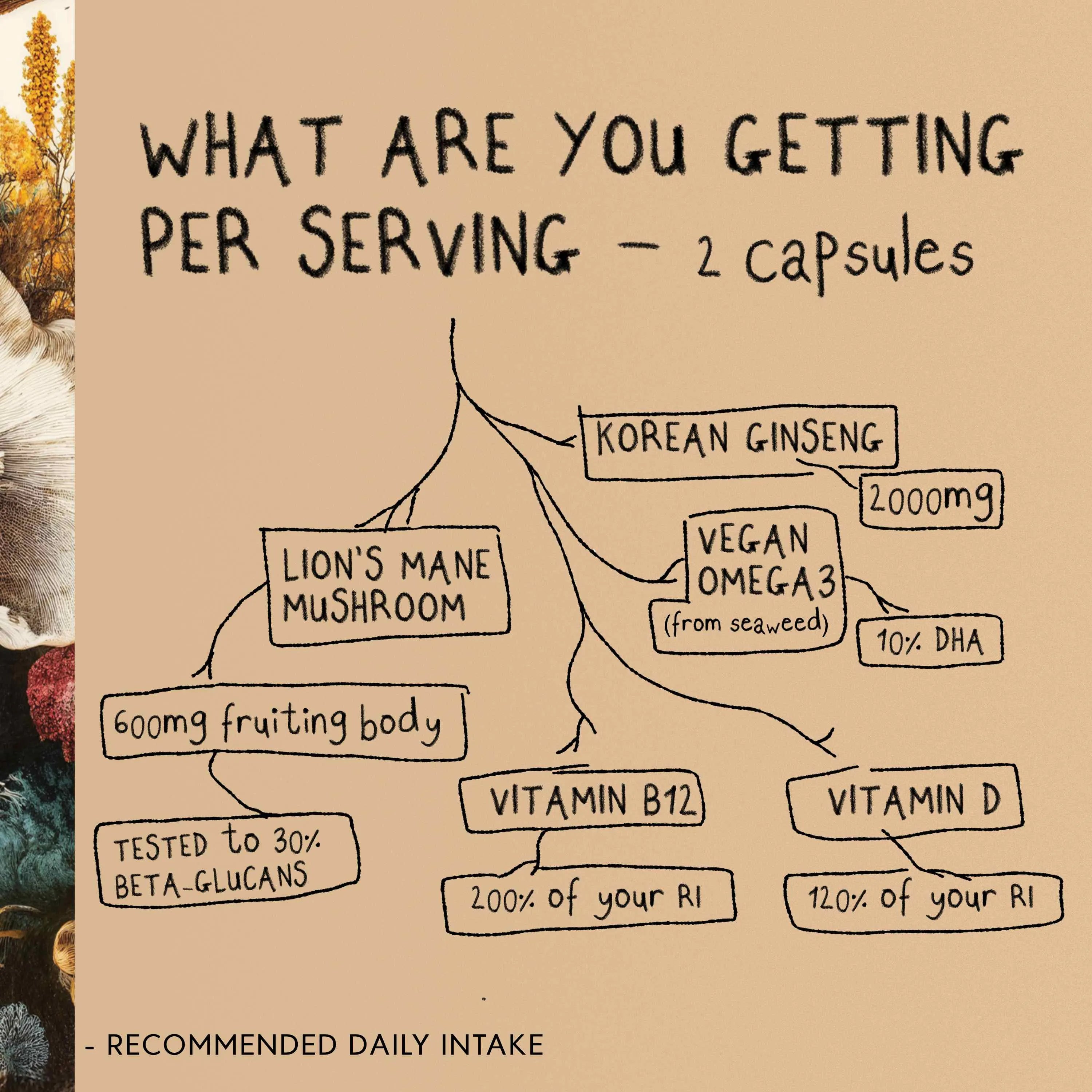 FOCUS | Lion's Mane Mushroom Capsules