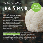 FOCUS | Lion's Mane Mushroom Capsules